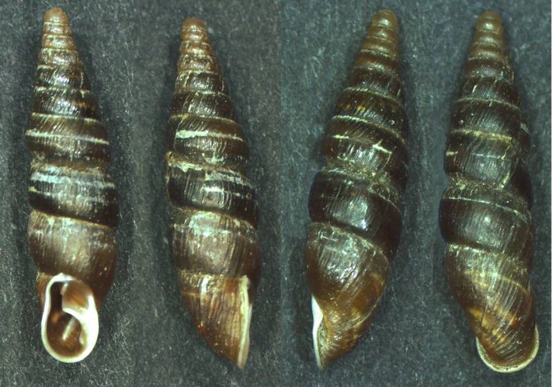 cochlodina